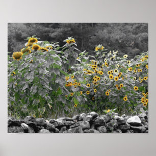 Poster Fleur de couleur partielle du jardin de tournesol