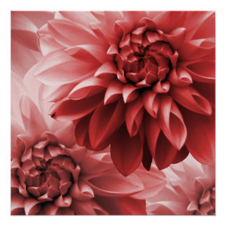 Poster Fleur de dahlia de monotone rouge vif