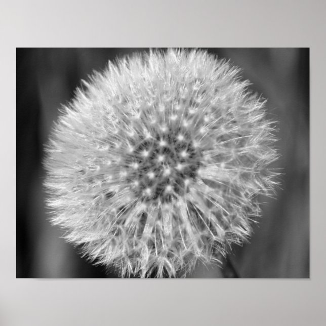 Poster Fleur De Dandelion Blanc Fluffeux En Noir Et Blanc (Devant)