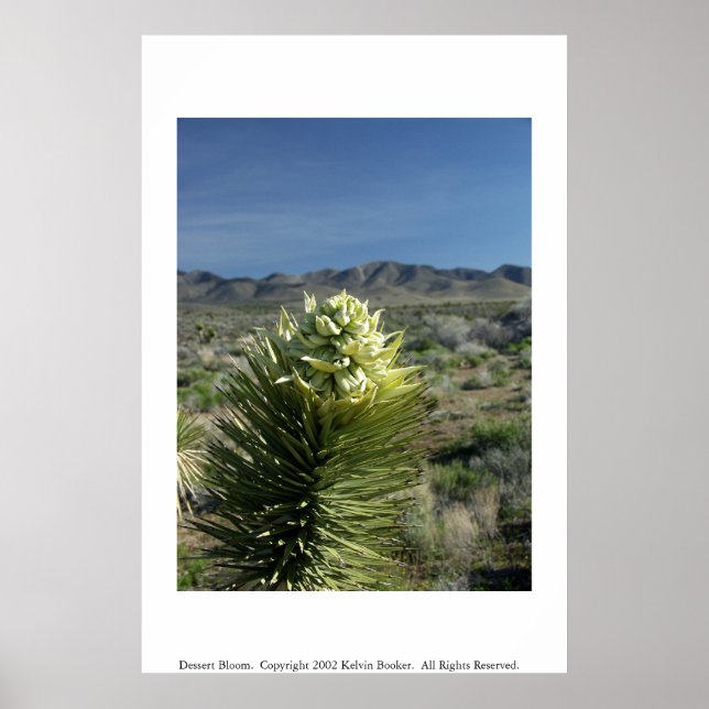 Poster Fleur de dessert (Devant)