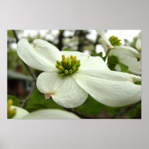 Poster Fleur de Dogwood Blanc