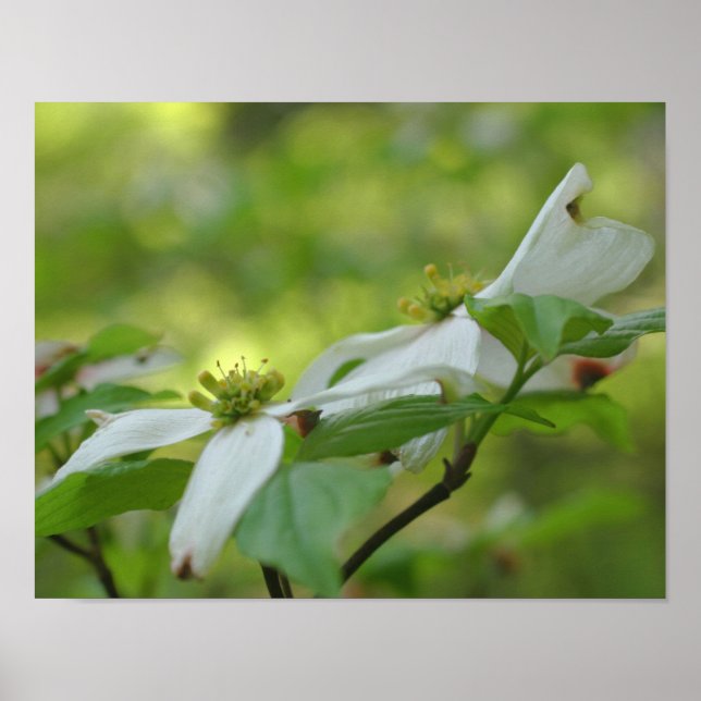 Poster Fleur de Dogwood sauvage blanc (Devant)
