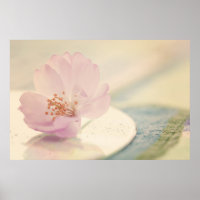 Fleur de fleurs de cerisier rose doux