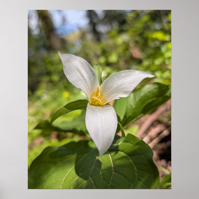 Poster Fleur de forêt de Trille blanc Macro (Devant)