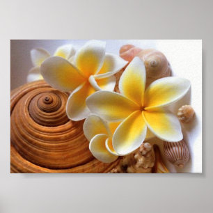 Poster Fleur de Frangipani
