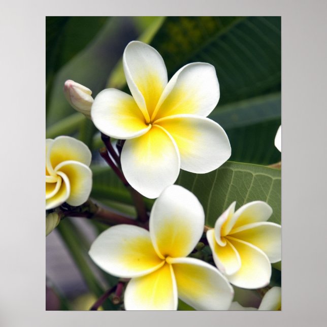 Poster Fleur de frangipanier Îles Cook (Devant)