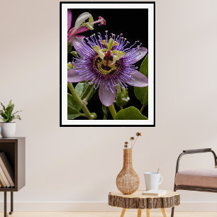 Poster Fleur de fruit de la passion pourpre,