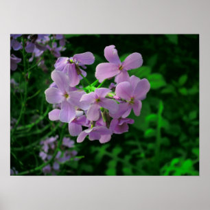 Poster Fleur de fusées de Dame