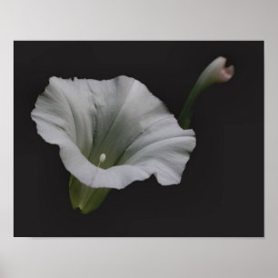 Poster Fleur de gloire du matin blanc