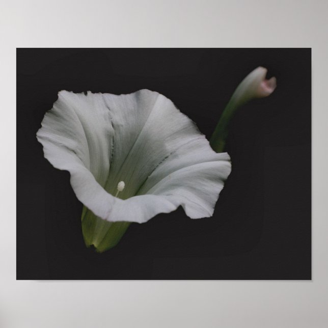 Poster Fleur de gloire du matin blanc (Devant)
