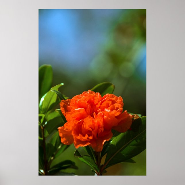 Poster Fleur de grenade (Devant)