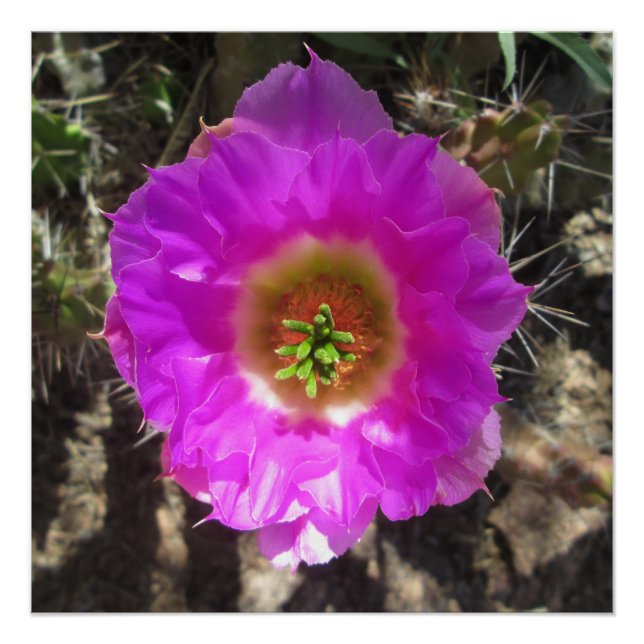 Poster Fleur de hérisson Cactus (Devant)