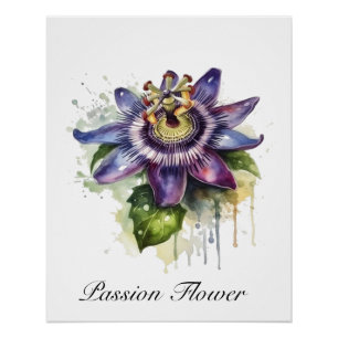 Poster Fleur de la Passion Pourpre Passionnée