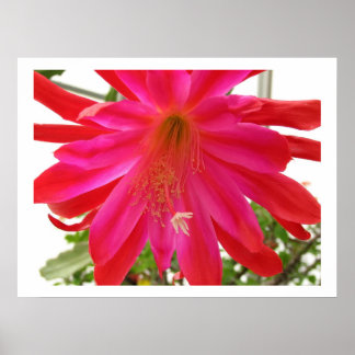 Poster Fleur de l'amour