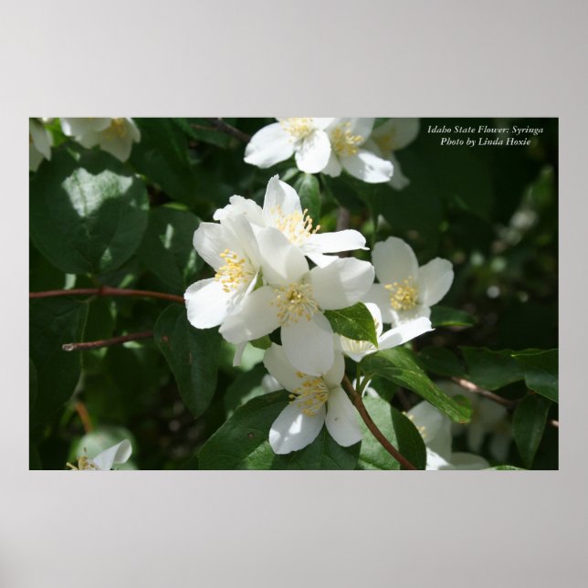 Poster Fleur de l'État de l'Idaho : Syringa (Devant)