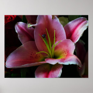 POSTER FLEUR DE LILAS ROSE