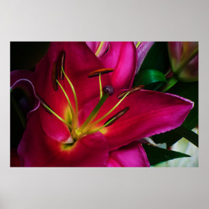 POSTER FLEUR DE LILAS ROUGE