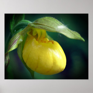 Poster Fleur de l'orchidée à chèvre jaune sauvage
