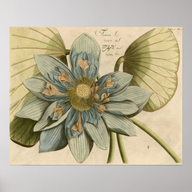Poster Fleur de Lotus Bleu sur Arrière - plan Tan avec éc (Devant)