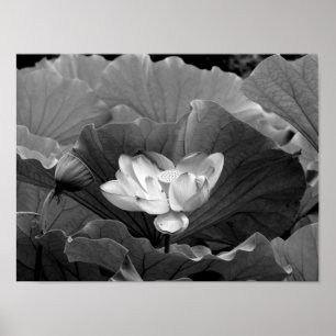 Poster Fleur de Lotus en noir et blanc