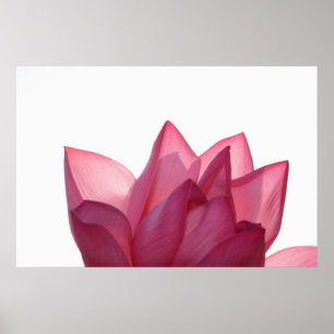 Poster Fleur de lotus [Nelumbio speciosum] en pleine
