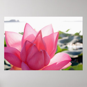 Poster Fleur de Lotus [Nelumbo speciosum] en entier