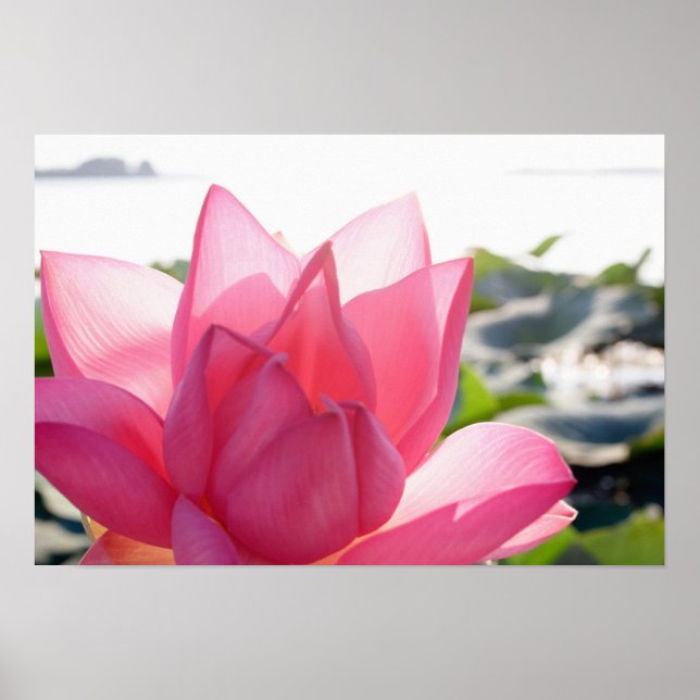 Poster Fleur de Lotus [Nelumbo speciosum] en entier (Devant)