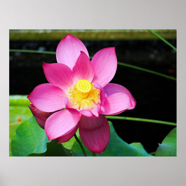 Poster Fleur de Lotus rose chaud (Devant)