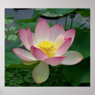 Poster Fleur de Lotus Sacrée Nelumbo Nucifera