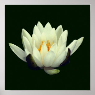 Poster Fleur de lotus unique