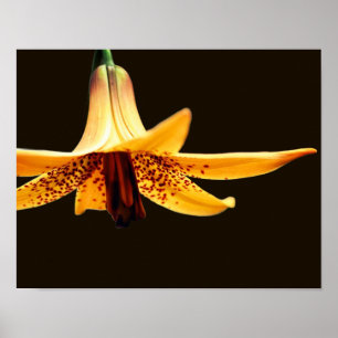 Poster Fleur de Lys canadienne tachetée sauvage