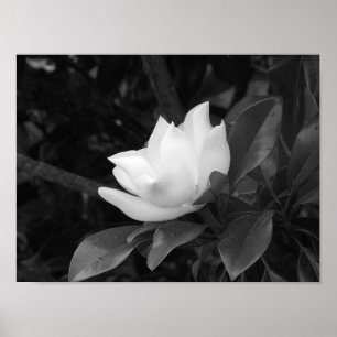 Poster Fleur de magnolia