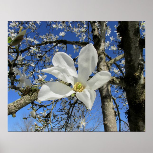 Poster Fleur de Magnolia blanche dans l'arbre (Devant)
