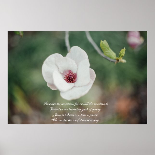 Poster Fleur de Magnolia Japonaise Blanche avec Ancien Hy (Devant)