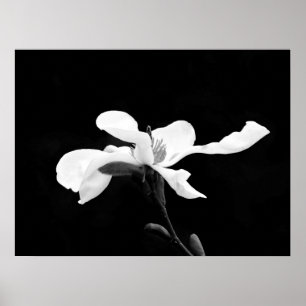 Poster Fleur de Magnolia noir et blanc