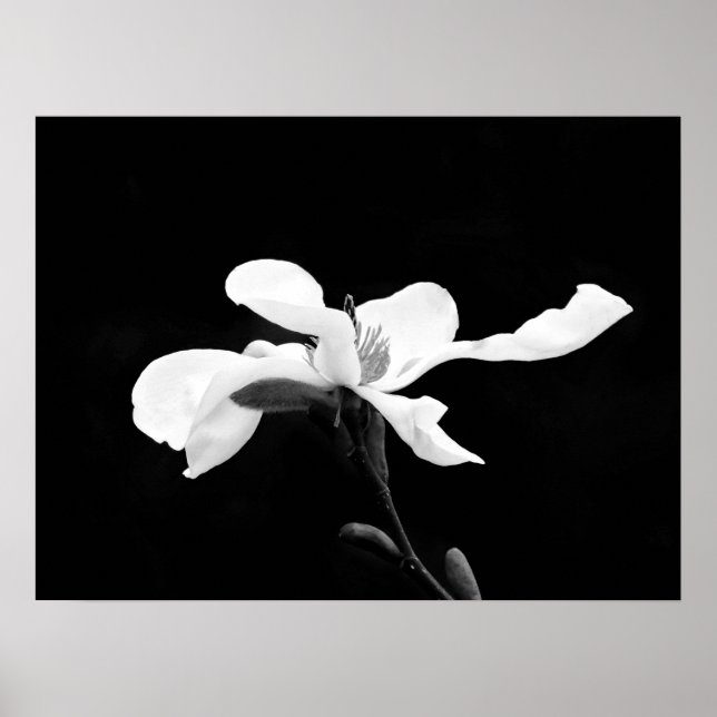 Poster Fleur de Magnolia noir et blanc (Devant)