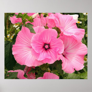 Poster Fleur de Mallow annuelle méditerranéenne. Lavatera