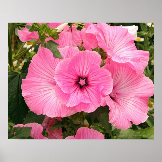 Poster Fleur de Mallow annuelle méditerranéenne. Lavatera (Devant)