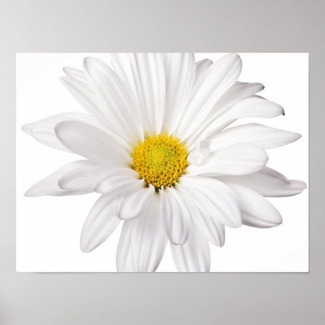Poster Fleur de marguerite blanche Arrière - plan de marg (Devant)