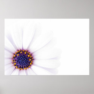 Poster Fleur de marguerite blanche minimaliste sur fond b