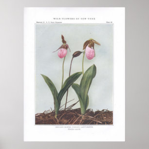 Poster Fleur de mocassin ; Dame-Pantoufle acaule