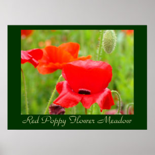 Poster Fleur de pavot rouge Prairie estampes artistiques