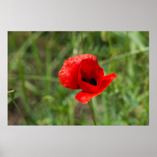 Poster Fleur de pavot rouge sauvage