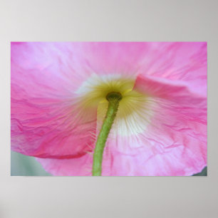 Poster Fleur de pavot sous les pétales Photographie Art I