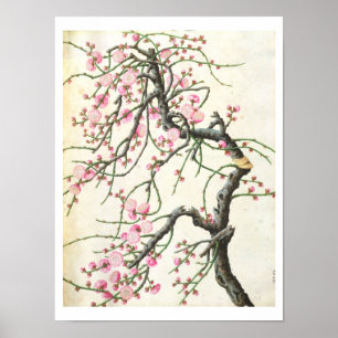Poster Fleur de pêche (couleur sur papier)