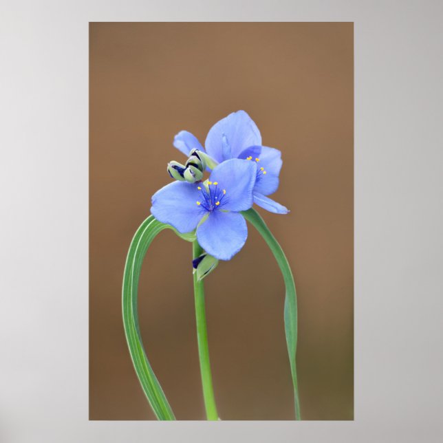 Poster Fleur de Pétrole (Devant)