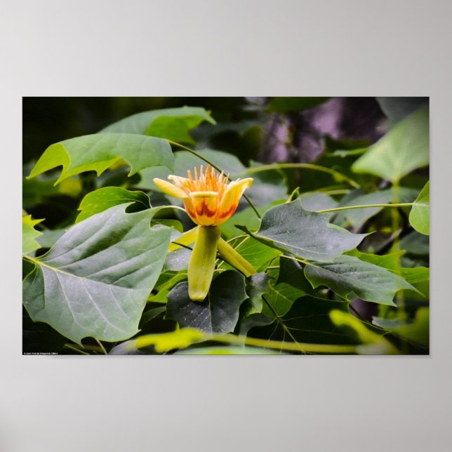 Poster Fleur de peuplier tulipe, (Devant)
