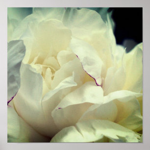 Poster Fleur de Pivoine Blanche en Fleur Gros Plan