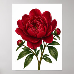 Poster Fleur de pivoine rouge vue de face