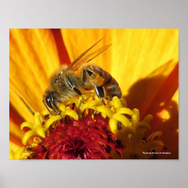Poster Fleur de pollinisation des abeilles (Devant)